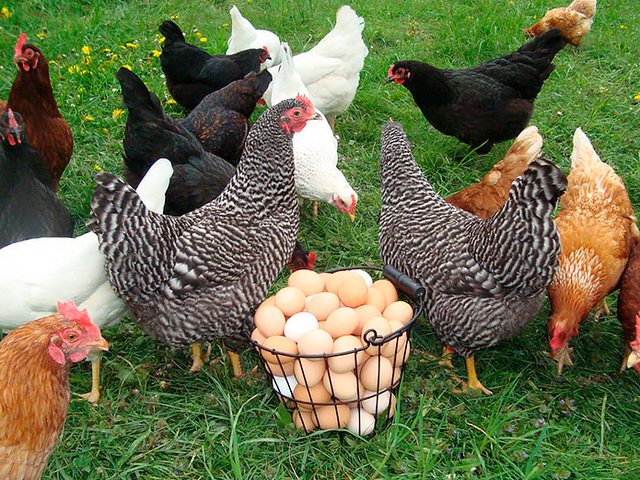 Содержание кур и уход за ними | ЗооТом - продажа, вязка и услуги для животных в Светлограде