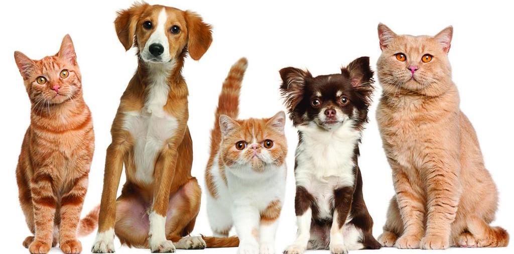 Доска объявлений о животных | ЗооТом - продажа, вязка и услуги для животных в Светлограде