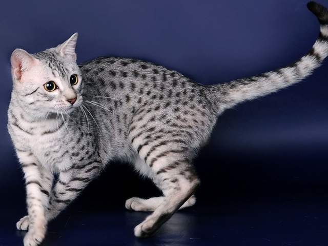 Породы кошек в Светлограде | ЗооТом портал о животных