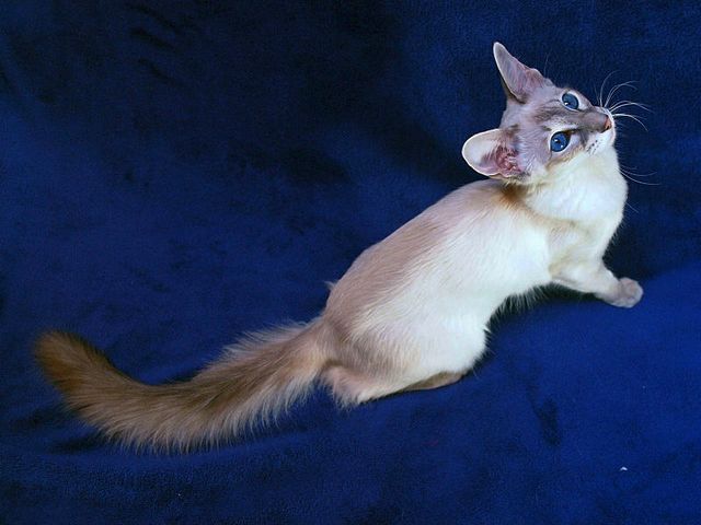 Выведенные породы кошек в Светлограде | ЗооТом портал о животных