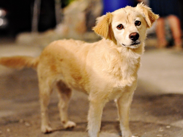 Породы собак в Светлограде | ЗооТом портал о животных