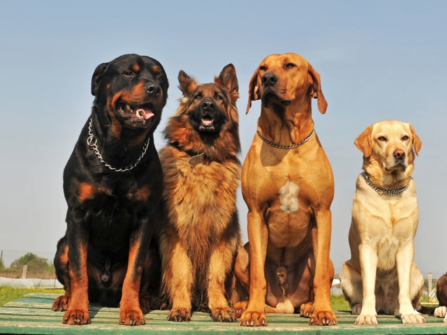 Крупные породы собак в Светлограде | ЗооТом портал о животных