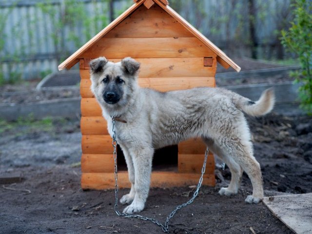Все о собаках в Светлограде Все о собаках в Светлограде